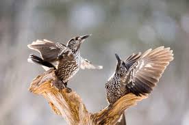 Image result for Nucifraga caryocatactes