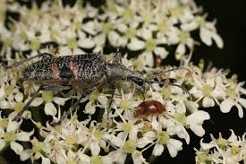 Attēlu rezultāti vaicājumam “Cychramus luteus”