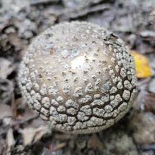 Attēlu rezultāti vaicājumam “Amanita excelsa”
