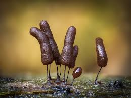 Attēlu rezultāti vaicājumam “Stemonitopsis typhina young”