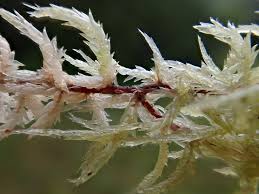 Attēlu rezultāti vaicājumam “Sphagnum inundatum”