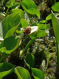 Attēlu rezultāti vaicājumam “Calla palustris leaf”