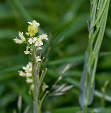 Attēlu rezultāti vaicājumam “Arabis glabra”