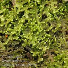 Attēlu rezultāti vaicājumam “Lepidozia reptans”