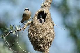 Attēlu rezultāti vaicājumam “Remiz pendulinus nest”