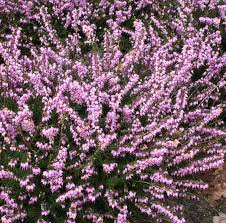 Attēlu rezultāti vaicājumam “Erica x darleyensis flower”