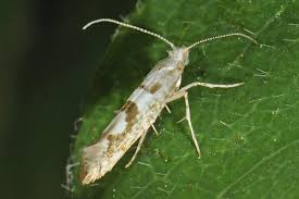 Attēlu rezultāti vaicājumam “Argyresthia semifusca”