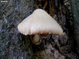 Attēlu rezultāti vaicājumam “Volvariella bombycina”