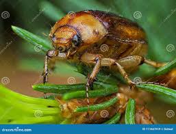 Attēlu rezultāti vaicājumam “Amphimallon solstitiale imago”