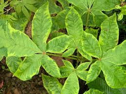 Attēlu rezultāti vaicājumam “Aesculus x hybrida leaf”