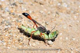 Attēlu rezultāti vaicājumam “Ammophila sp.”