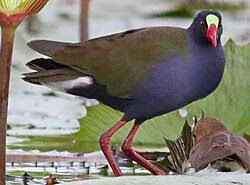 Image result for Porphyrio alleni