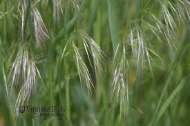 Attēlu rezultāti vaicājumam “Anisantha tectorum fruit”