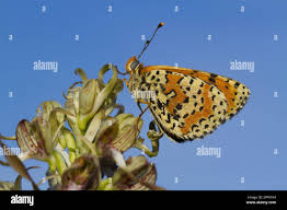 Attēlu rezultāti vaicājumam “Melitaea didyma underside”