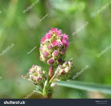 Attēlu rezultāti vaicājumam “Poterium sanguisorba flower”