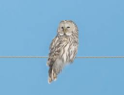 Attēlu rezultāti vaicājumam “Strix uralensis”