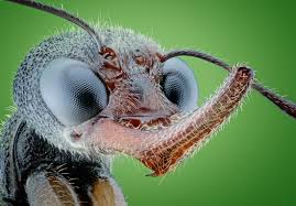 Attēlu rezultāti vaicājumam “Licea minima macro”