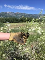 Attēlu rezultāti vaicājumam “Agonopterix alstromeriana”