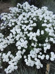 Image result for Achillea Ptarmica