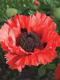 Image result for Papaver orientale