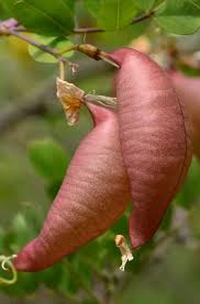 Image result for Colutea arborescens