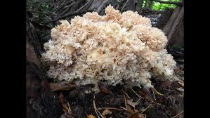 Attēlu rezultāti vaicājumam “Sparassis crispa”