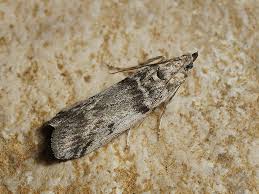 Attēlu rezultāti vaicājumam “Zophodia grossulariella”