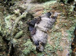 Attēlu rezultāti vaicājumam “Catarhoe cuculata”