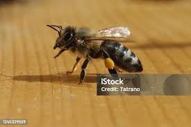 Attēlu rezultāti vaicājumam “Apis mellifera”