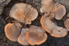 Attēlu rezultāti vaicājumam “Lentinellus ursinus”