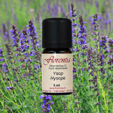 Image result for Ysop