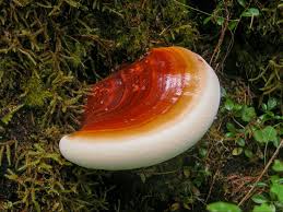 Attēlu rezultāti vaicājumam “Ganoderma lucidum”