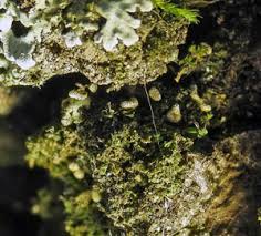 Attēlu rezultāti vaicājumam “Badhamiopsis macrospora”