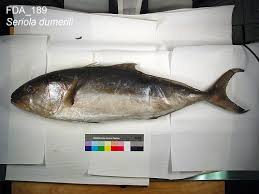 Image result for Seriola dumerili