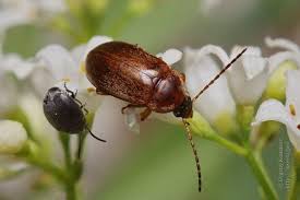 Attēlu rezultāti vaicājumam “Isomira murina”