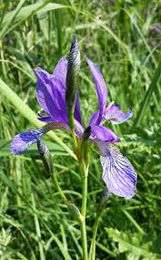 Attēlu rezultāti vaicājumam “Iris sibirica leaf”