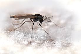 Attēlu rezultāti vaicājumam “Cricotopus male”