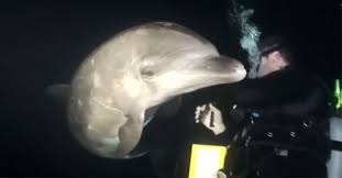 Image result for Durley Dolphin Diver
