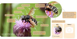 Attēlu rezultāti vaicājumam “Sericomyia lappona”