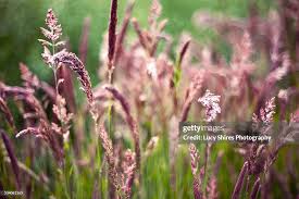 Attēlu rezultāti vaicājumam “Holcus lanatus  flower”