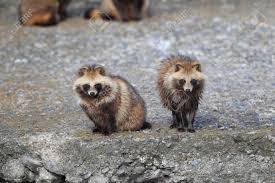 Attēlu rezultāti vaicājumam “Nyctereutes procyonoides”