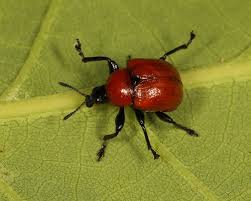 Attēlu rezultāti vaicājumam “Attelabus nitens”