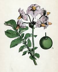 Attēlu rezultāti vaicājumam “Solanum tuberosum”