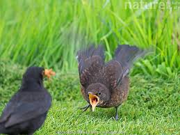 Attēlu rezultāti vaicājumam “Turdus merula male”