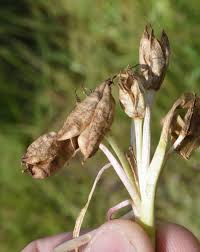 Attēlu rezultāti vaicājumam “Colchicum szovitsii subsp. szovitsii”