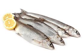 Image result for Coregonus lavaretus