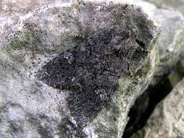 Attēlu rezultāti vaicājumam “Mamestra brassicae exuvia”