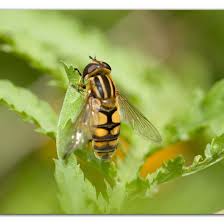 Attēlu rezultāti vaicājumam “Helophilus hybridus”
