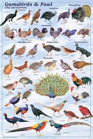 Attēlu rezultāti vaicājumam “Galliformes”