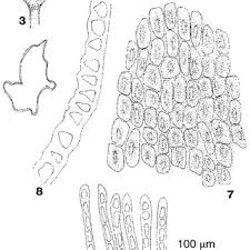 Attēlu rezultāti vaicājumam “Atrichum flavisetum”
